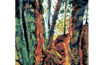 L’Albero Spaccato