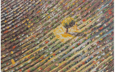 Rimise un albero fra la lavanda